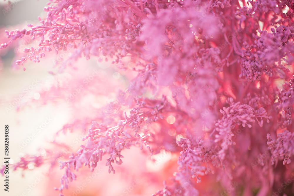 Pink Plant Pink Plant