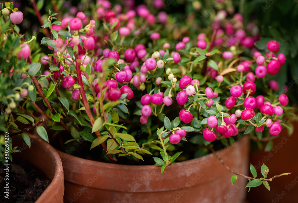 Pernettya mucronata evergreen shrub with pink berries grows in flower pot
