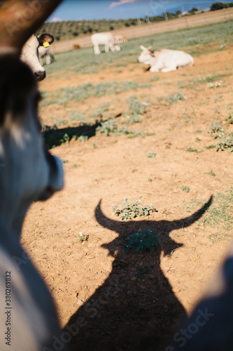 Cattle with big horns stands in front of her shadow on the ground photo