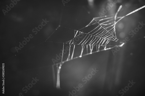 Spider web halloween background. photo