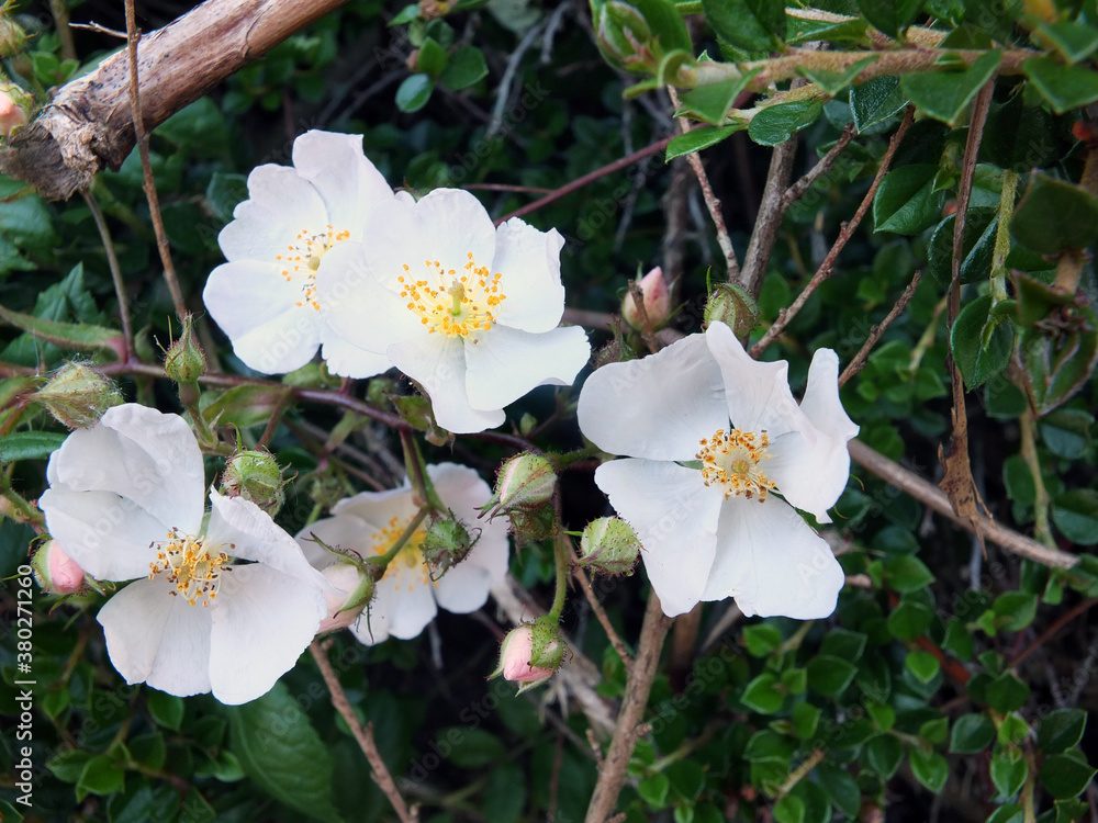 Obraz premium close up of a wild white rose flowers with a background of green leaves in a hedgerow