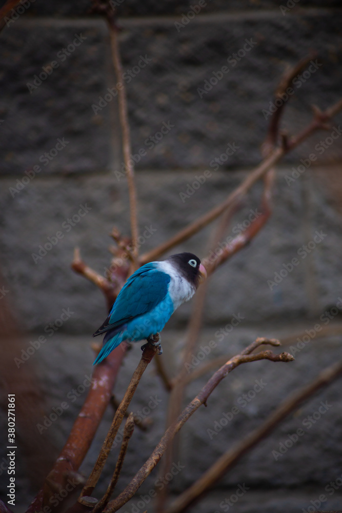Fototapeta premium blue jay on the branch