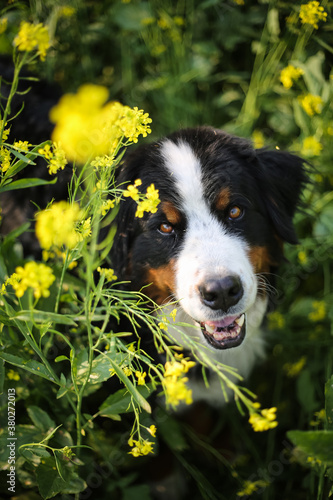 Bernese Mountain Dog outdoors in a field of flowers photo