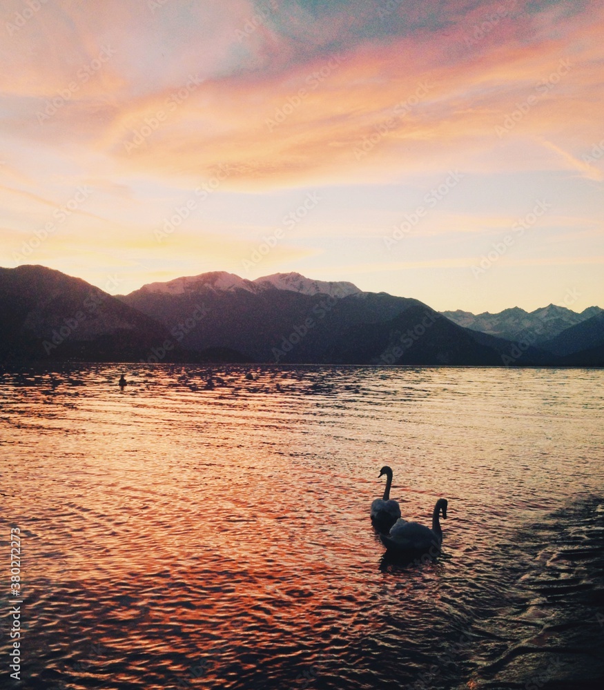 Couple of swans swimming in the lake at sunset Couple of swans swimming in the lake at sunset