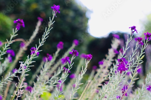 Fototapeta Naklejka Na Ścianę i Meble -  lavender flowers in the garden