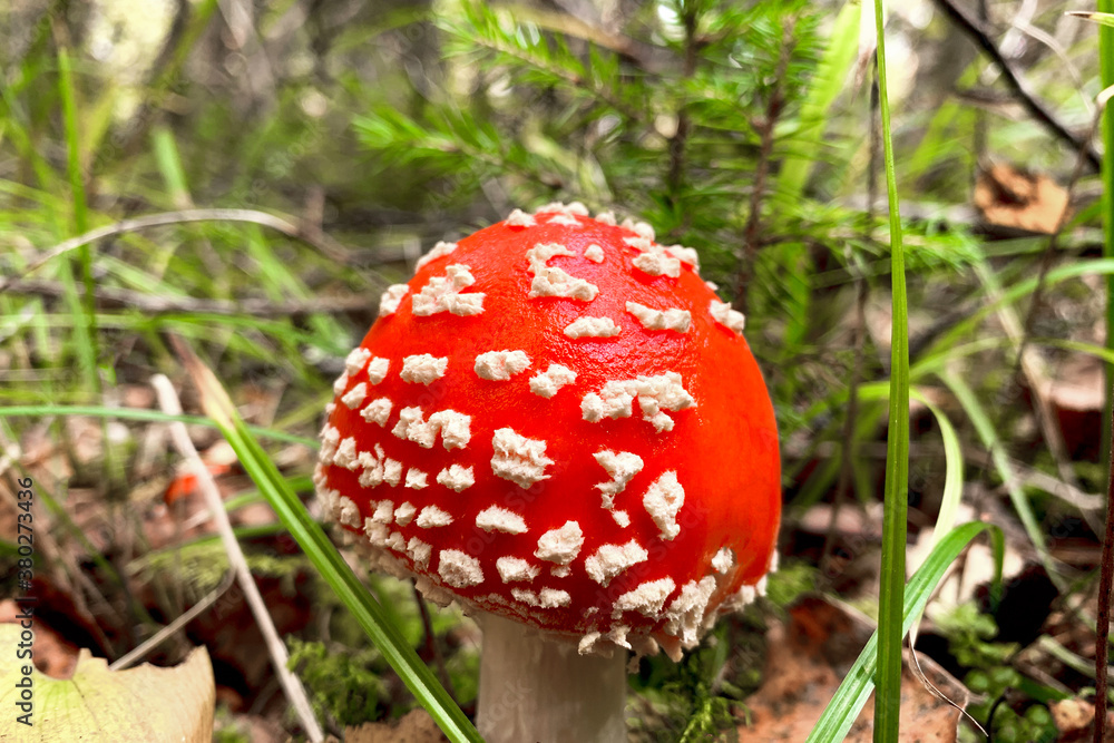 Young mushroom Amanita close-up, side view. On a blurred background of green grass and dry foliage. Poster, poster, postcard. Young mushroom Amanita close-up, side view. On a blurred background of green grass and dry foliage. Poster, poster, postcard.