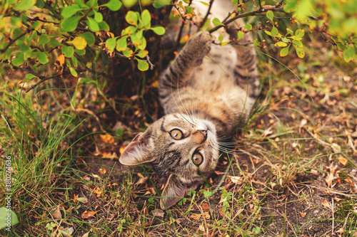 Little kitten playing in the grass