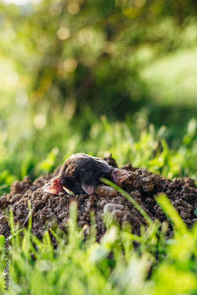 mouldwarp looking out from a molehill mouldwarp looking out from a molehill