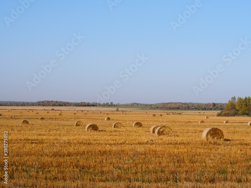 Golden harvested cereal field, straw bales, autumn agriculture background