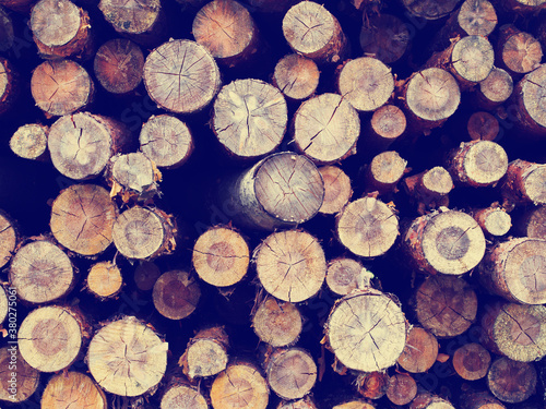 Vintage log cut wooden forest background  retro instagram style filtered