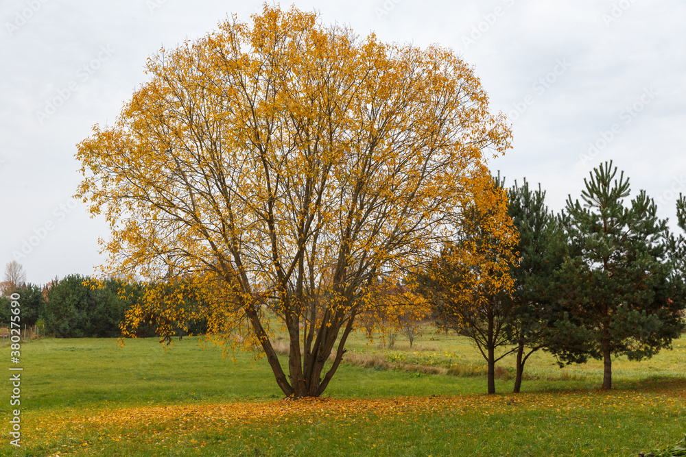 Obraz premium Autumn landscape with golden tree and green pine in the countryside, color contrast