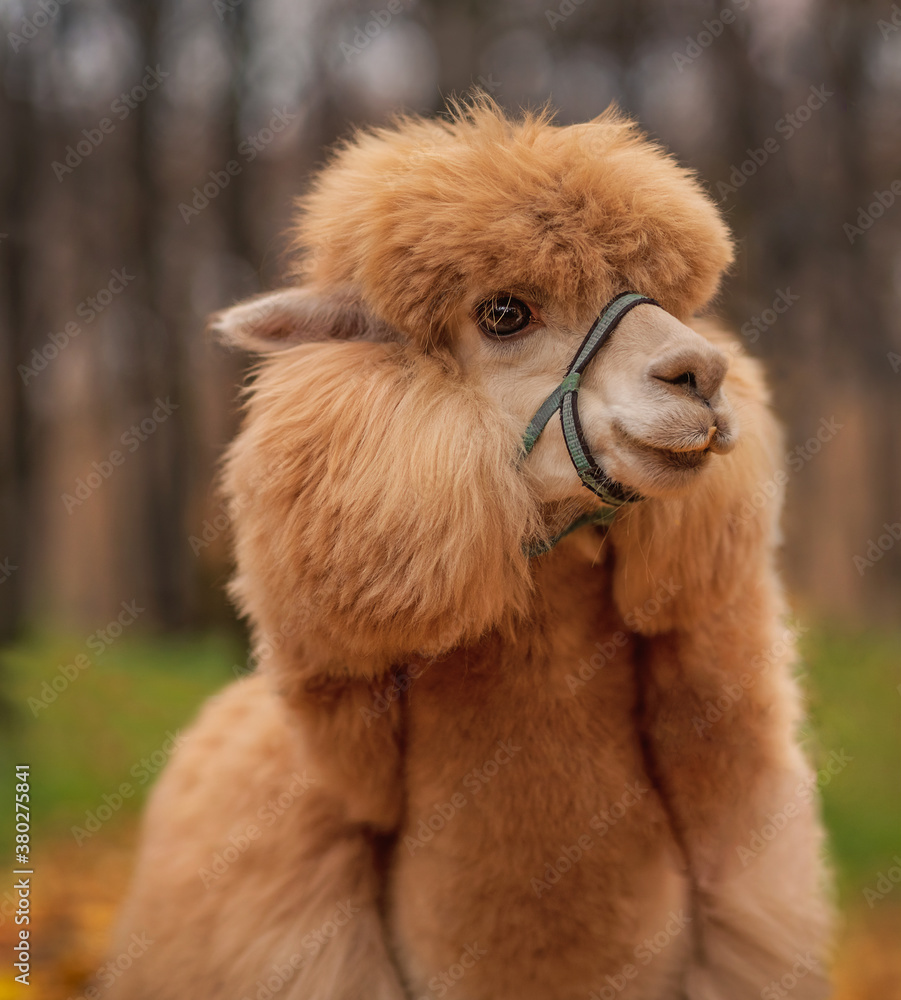 Redhead alpaca close up. The muzzle of an exotic animal. Nature. Redhead alpaca close up. The muzzle of an exotic animal. Nature.