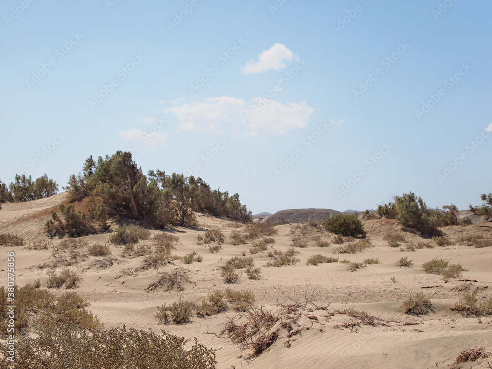 Coastal sand desert in Egypt with bush plants