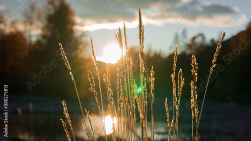 sunset in the field