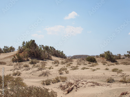 Coastal sand desert in Egypt with bush plants
