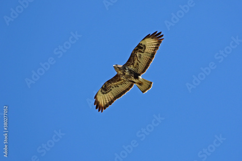 common buzzard or buteo buteo or poiana raptor close to soaring in flight in Italy