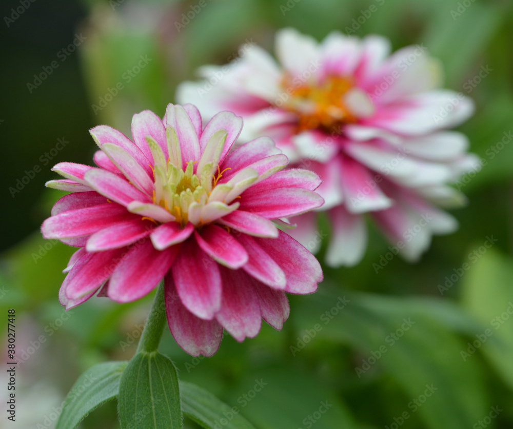 Zinnia Zinnia