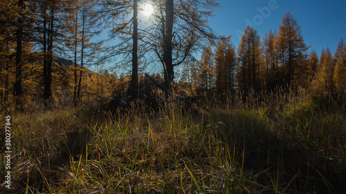 forest in autumn © Александр Коробейник