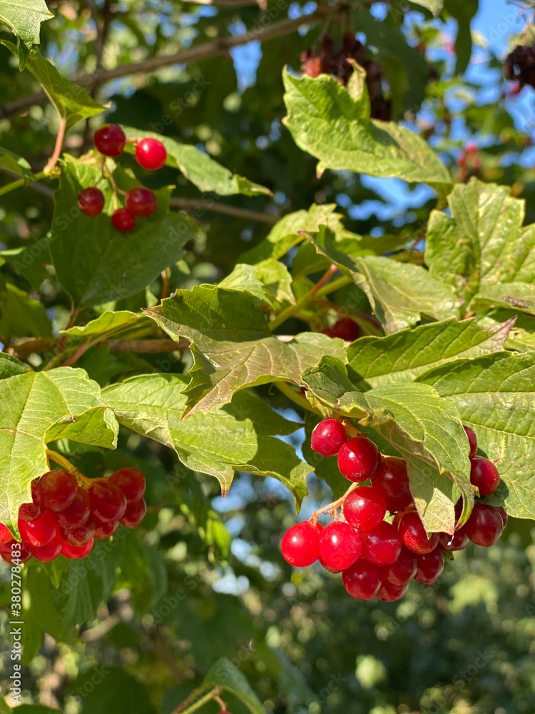 red currant bush