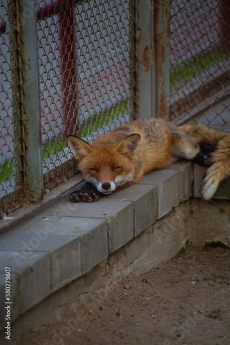 red fox in the zoo © Роман Левоневский