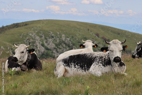 vaches vosgienne