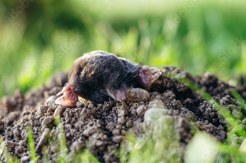 mouldwarp looking out from a molehill photo