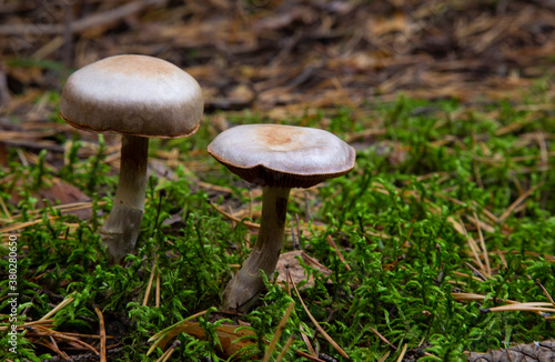 Toadstool, close up of a poisonous mushroom in the forest on green moss ground