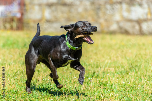 black smooth-haired dog runs with a stick in his teeth on the green grass