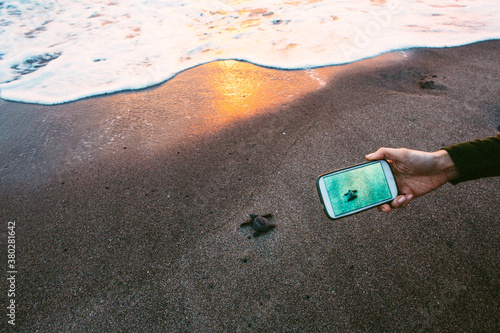 Documenting the release of a baby sea turtle photo