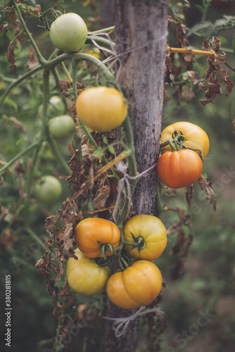 Wallpaper Mural Home Grown Organic Tomatoes Torontodigital.ca