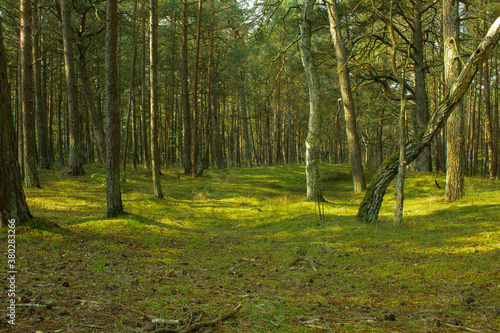 Fototapeta Naklejka Na Ścianę i Meble -  Przestrzeń w lesie