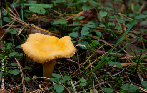 Cantharellus cibarius chanterelle In the forest among the moss. An edible mushroom.