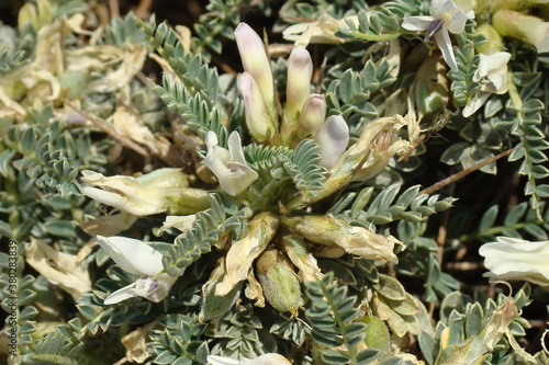 Bild auf Leinwand Milk-vetch (Astragalus tragacantha subsp. vicentinus)