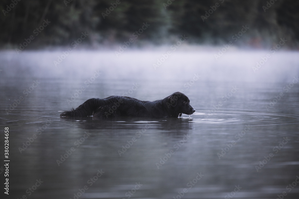 Fototapeta premium Dog swimming in the foggy lake. Wilderness misty forest.