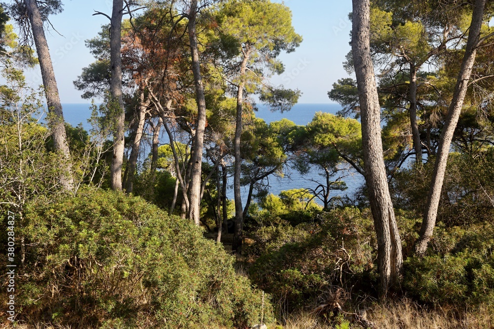 Obraz premium Mare e Pineta a Tremiti