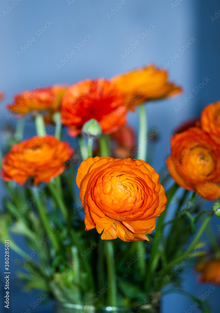 Beautiful orange red ranunculus flower in bloom in glass vase defocused bokeh background Beautiful orange red ranunculus flower in bloom in glass vase defocused bokeh background