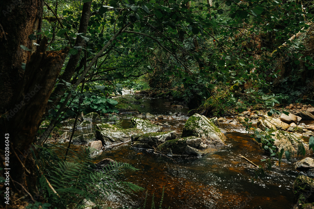 Forest and river of the Haslach gorge next to Wutach gorge in the black forest in Germany Forest and river of the Haslach gorge next to Wutach gorge in the black forest in Germany