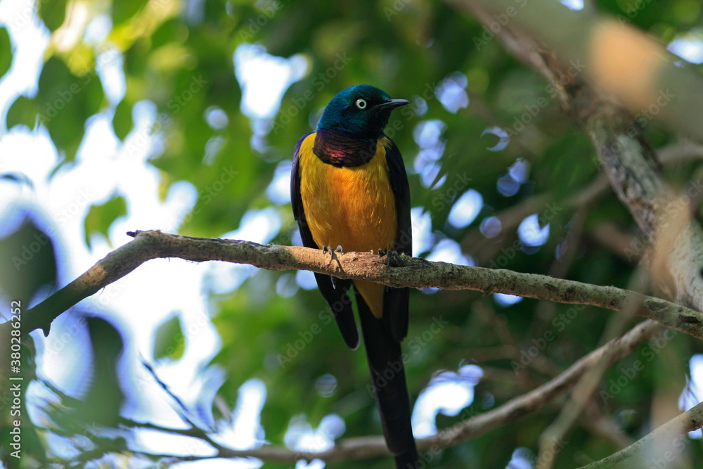 Superb Starling Superb Starling