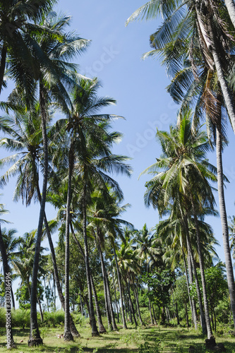 Wallpaper Mural Palm tree Torontodigital.ca