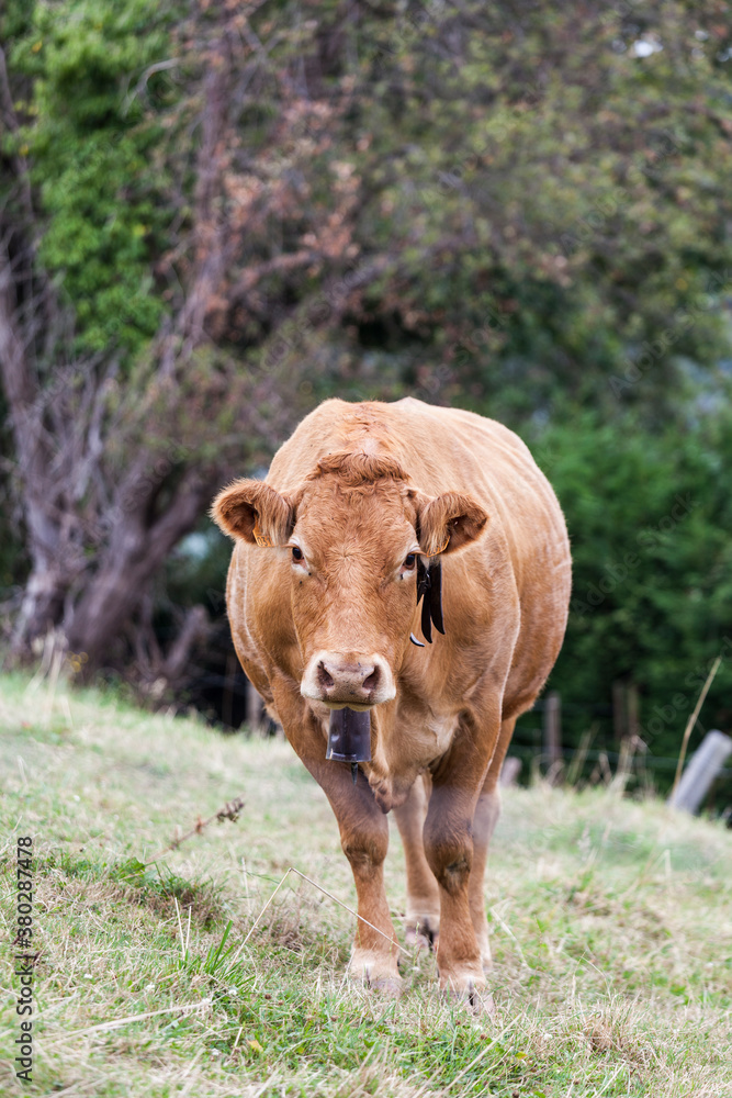 Limousin cow looking at the camera Limousin cow looking at the camera