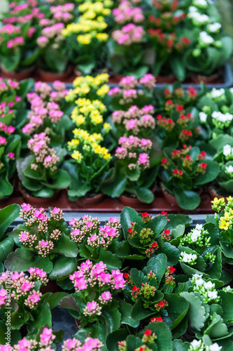 Wallpaper Mural Greenhouse filled with flowers and plants Torontodigital.ca