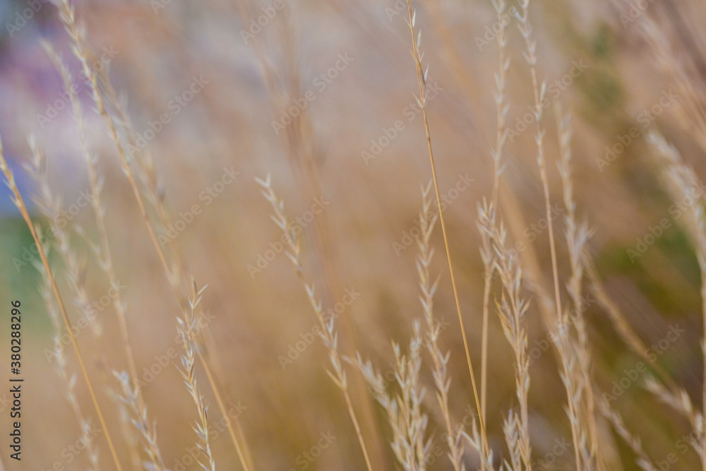Fototapeta premium blé des champs en macrophotographie