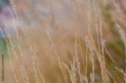 blé des champs en macrophotographie