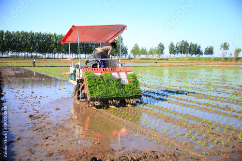 Farmers planting rice in field by using rice planting machine.