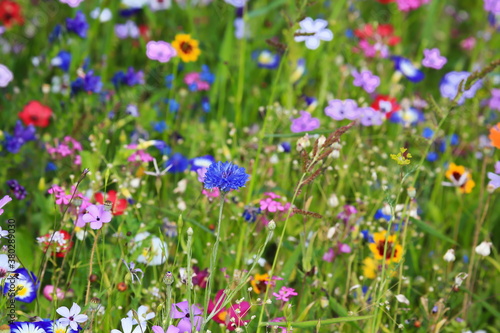 Farbenfrohe Blumenwiese in der Grundfarbe gr  n.mit verschiedenen Wildblumen.