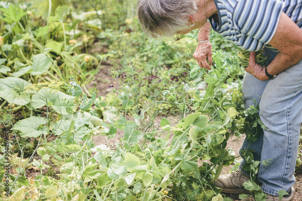 custom made wallpaper toronto digitalSenior Woman Picking Beans and Peas from Her Vegetable Garden in Rural Country Farm