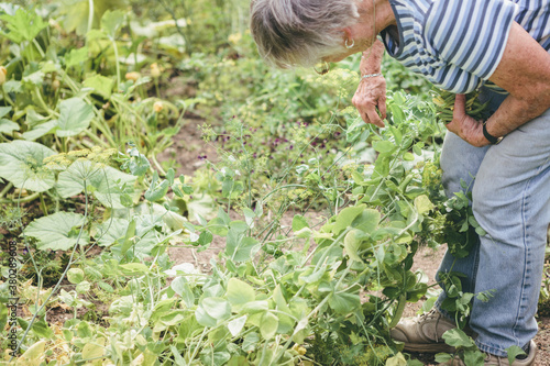 Wallpaper Mural Senior Woman Picking Beans and Peas from Her Vegetable Garden in Rural Country Farm Torontodigital.ca