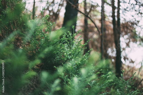 Redwood sapling photo