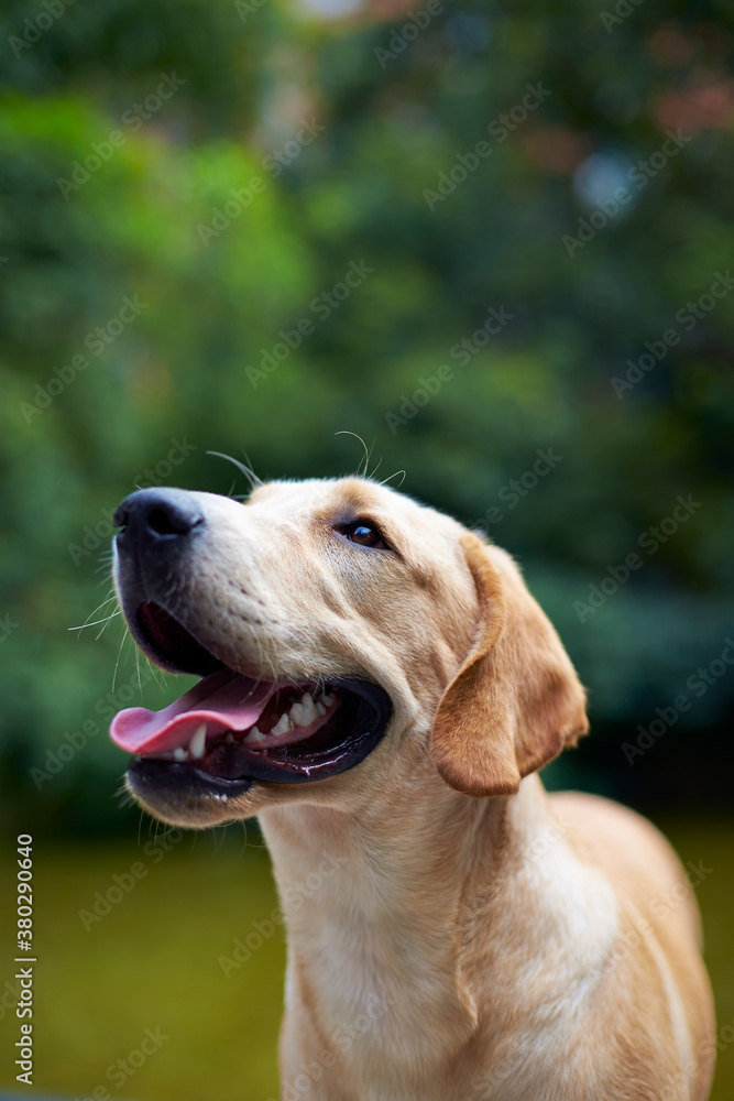 close up of Labrador dog close up of Labrador dog