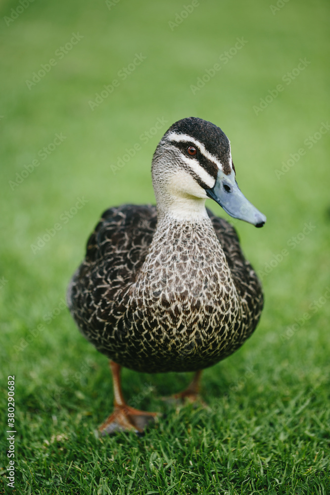 Front view of Pacific black duck (Anas superciliosa) walking toward camera Front view of Pacific black duck (Anas superciliosa) walking toward camera